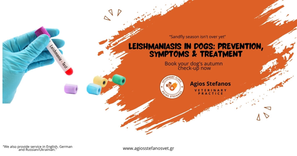 Poster about leishmaniasis in dogs, Agios Stefanos Veterinary Practice