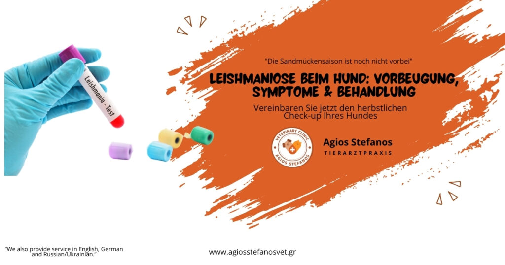 Poster über Leishmaniose beim Hund, Agios Stefanos Tierarztpraxis