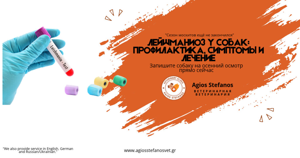 Плакат о лейшманиозе у собак, ветеринария Agios Stefanos